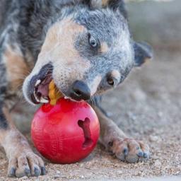 KONG Biscuit Ball Aktivitets Bold Til Hunden Small